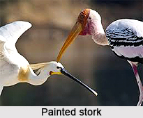 Painted stork, Indian Bird