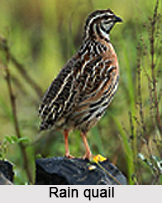Rain quail, Indian Bird