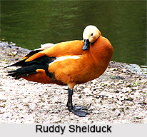 Ruddy Shelduck, Indian Bird