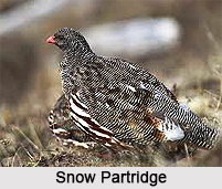 Snow Partridge, Indian Bird