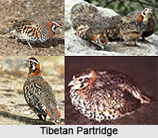 Tibetan partridge, Indian Bird