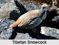 Tibetan snowcock, Indian Bird