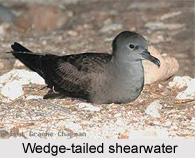 Wedge-Tailed Shearwater, Indian Bird