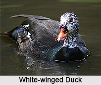 White-Winged Duck, Indian Bird
