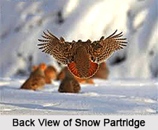 Snow Partridge, Indian Bird