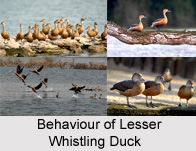 Lesser Whistling Duck, Indian Bird