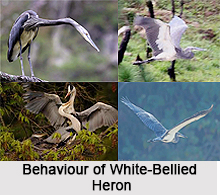 White-bellied heron, Indian Bird