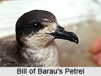 Barau's petrel, Indian Bird