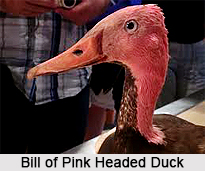 Pink-Headed Duck, Indian Bird