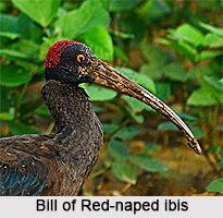 Red-naped ibis, Indian Bird