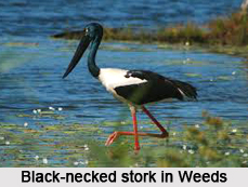 Black-Necked Stork, Indian Bird