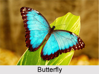 Butterfly, Indian Species