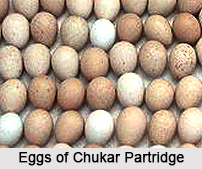 Chukar Partridge, Indian Bird