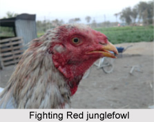Red Jungle Fowl, Indian Bird