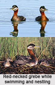 Red-Necked Grebe, Indian Bird