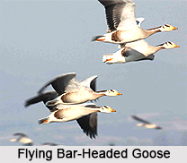 Bar-Headed Goose, Indian Bird