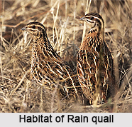 Rain quail, Indian Bird