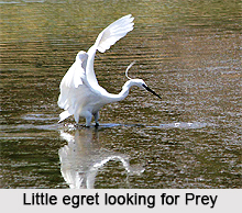 Little egret, Indian Bird