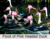 Pink-Headed Duck, Indian Bird