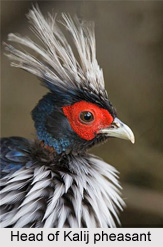Kalij Pheasant, Indian Bird
