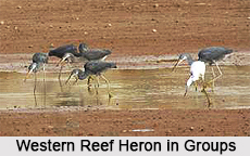 Western Reef Heron, Indian Bird