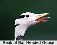 Bar-Headed Goose, Indian Bird