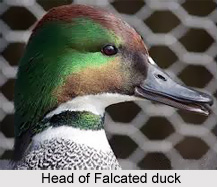 Falcated duck, Indian Bird