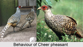 Cheer Pheasant, Indian Bird