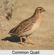 Common Quail, Indian Bird
