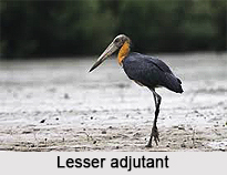 Lesser adjutant, Indian Bird