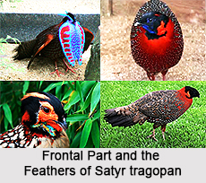 Satyr tragopan, Indian Bird