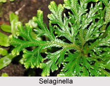 Selaginella
