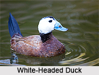 White-Headed Duck, Bird