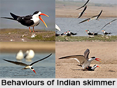 Indian Skimmer, Indian Bird
