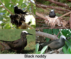 Black Noddy, Indian Bird