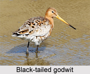 Black-Tailed Godwit, Indian Bird