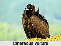 Cinereous vulture, Indian Bird