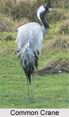 Common Crane, Indian Bird
