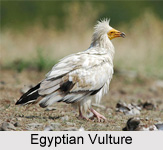 Egyptian Vultures, Indian Bird