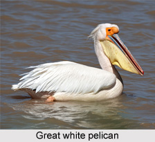 Great White Pelican, Indian Bird