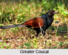 Greater Coucal, Indian Bird