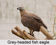 Grey-Headed Fish Eagle, Indian Bird