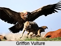 Griffon Vulture, Indian Bird