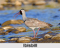 Ibisbill, Indian Bird