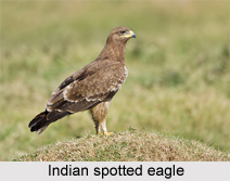 Indian spotted eagle, Indian Bird