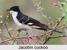 Jacobin Cuckoo, Indian Bird