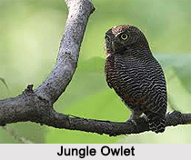 Jungle Owlet, Indian Bird