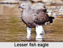 Lesser Fish Eagle, Indian Bird