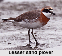 Lesser sand plover, Indian Bird