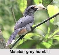 Malabar Grey Hornbill, Indian Bird